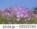 コスモス 58502584