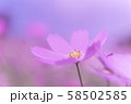 コスモス 58502585