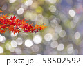 紅葉 58502592