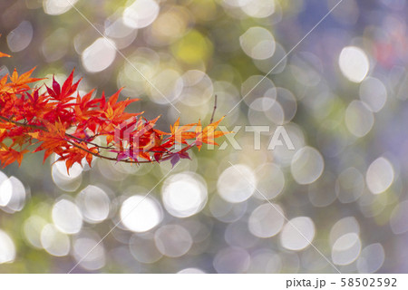 紅葉 紅葉 58502592