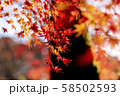 紅葉 58502593