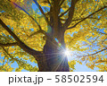 銀杏 58502594