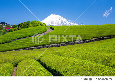 富士と茶畑 富士と茶畑 58502679