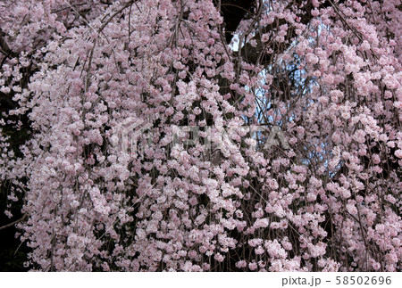 春爛漫の梅岩寺(1) 春爛漫の梅岩寺(1) 58502696