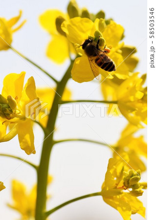 菜の花 ミツバチ 野田町 出水市 鹿児島県 菜の花 ミツバチ 野田町 出水市 鹿児島県 58503546