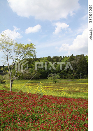 市原・花畑（クリムゾンクローバー） 58504086