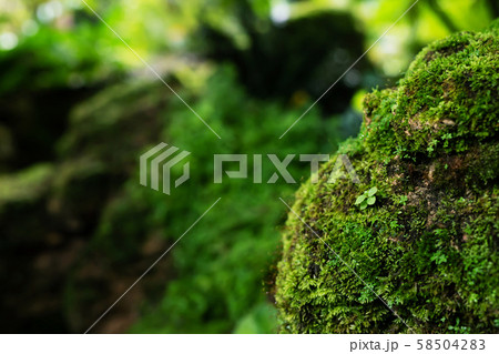 Beautiful Bright Green moss grown up cover the rough Beautiful Bright Green moss grown up cover the rough 58504283