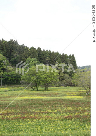 市原・花畑（クリムゾンクローバー） 58504309