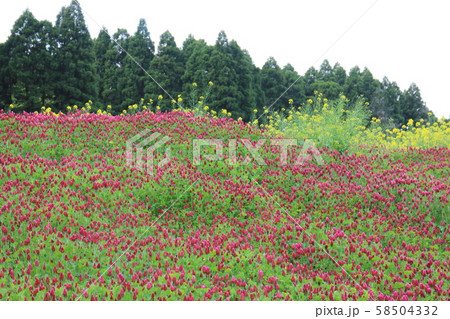 市原・花畑（クリムゾンクローバー） 58504332