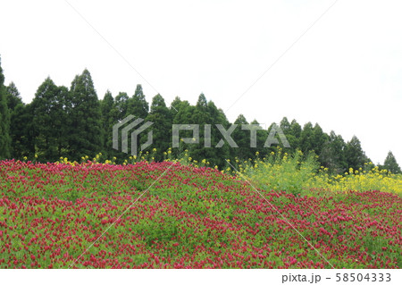 市原・花畑（クリムゾンクローバー） 58504333