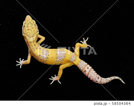 ヒョウモントカゲモドキ ベルアルビノ ヒョウモントカゲモドキ ベルアルビノ 58504364