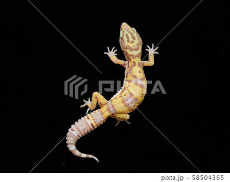 ヒョウモントカゲモドキ　アルビノHG 58504365