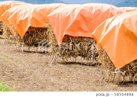 自然乾燥の豆 58504898