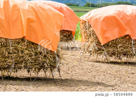 自然乾燥の豆 58504899