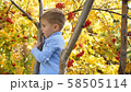 The child climbed a tree. He plays with Rowan berries and yellow leaves. Bright autumn Sunny day 58505114