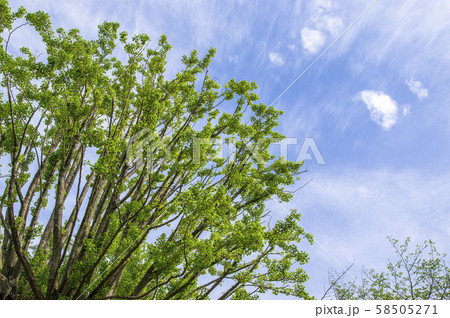 空に伸びる木の枝 58505271