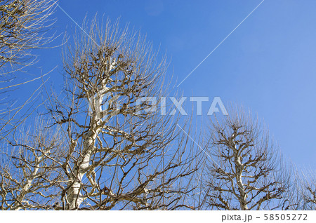 冬の木立と青い空 冬の木立と青い空 58505272