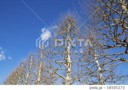 冬の木立と青い空 冬の木立と青い空 58505273
