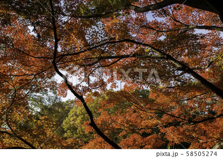 広がる赤いもみじ 広がる赤いもみじ 58505274