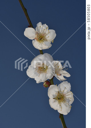 大阪城の梅 大阪城の梅 58505803