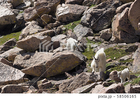 岩場を移動するシロイワヤギの親子 58506165
