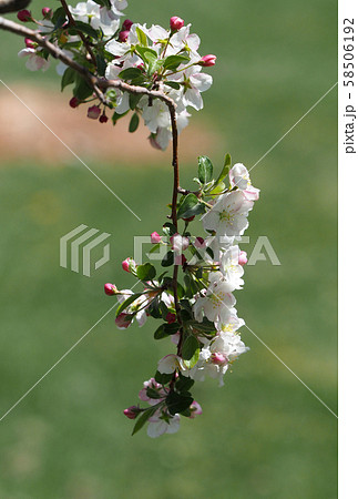 一枝のクラブアップルの花と蕾たちの写真素材