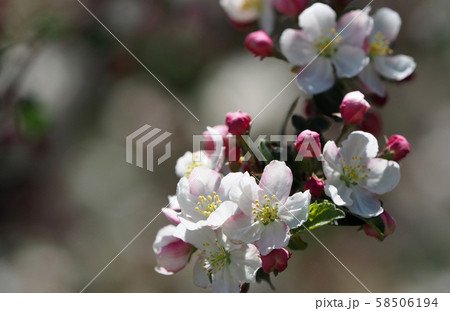 クラブアップルの花 58506194