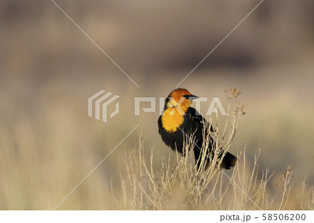 枯れ草にとまるキガシラムクドリモドキ 枯れ草にとまるキガシラムクドリモドキ 58506200