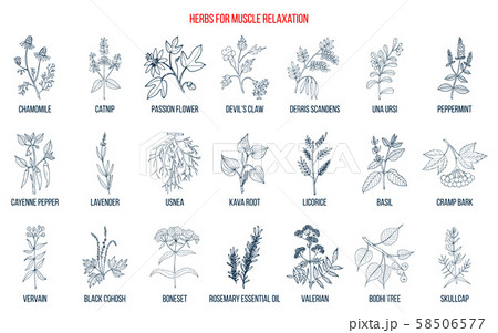 Best herbs for muscle relaxation 58506577