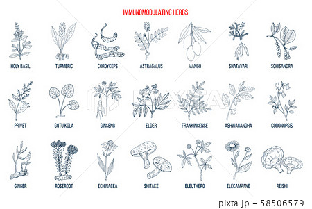 Best medicinal herbs for the immune system 58506579