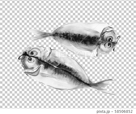 鰺の開き 水彩 モノトーン 58506852