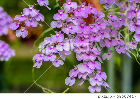 Thailand, Orchid, Flower, Purple, Nature 58507417