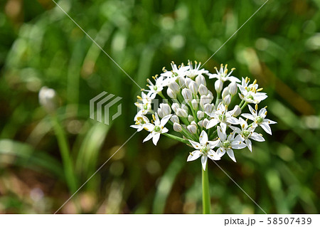 ニラの花 58507439