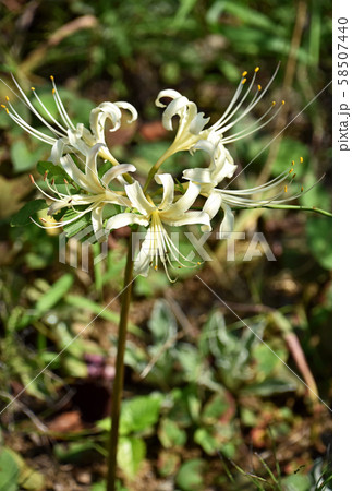 シロバナマンジュシャゲ(白花曼珠沙華) シロバナマンジュシャゲ(白花曼珠沙華) 58507440