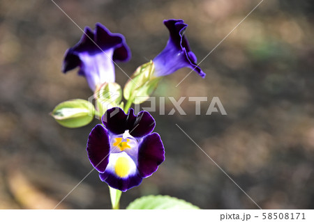 トレニア トレニア 58508171