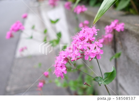 道端に咲いたピンク・紫の花の写真【時間帯：日中（昼）、季節：穀雨次候（春４月）、年：2019】 58508537