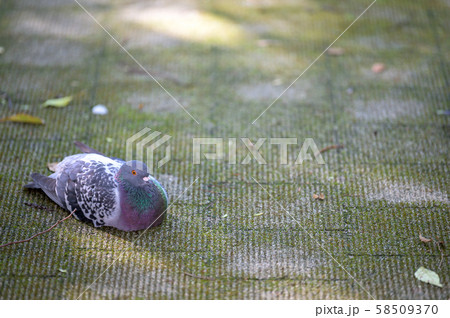 休憩する鳩 休憩する鳩 58509370