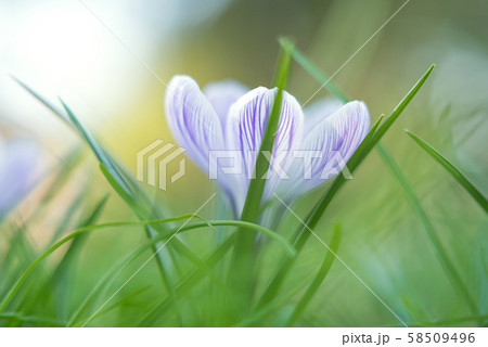 花 クロッカス 花 クロッカス 58509496