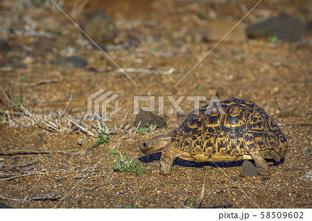 Leopard tortoise  in Kruger National park, South 58509602