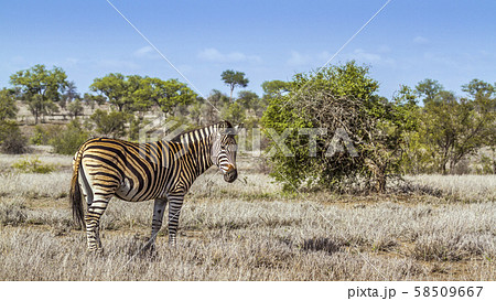 Plains zebra in Kruger National park, South Africa 58509667