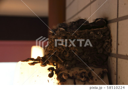 ツバメの巣(公園トイレのライト上) ツバメの巣(公園トイレのライト上) 58510224