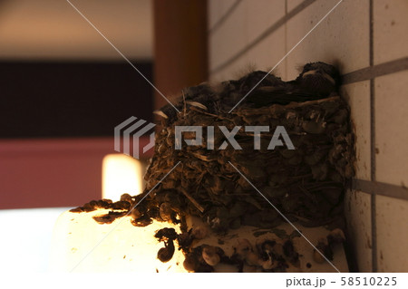 ツバメの巣(公園トイレのライト上) ツバメの巣(公園トイレのライト上) 58510225