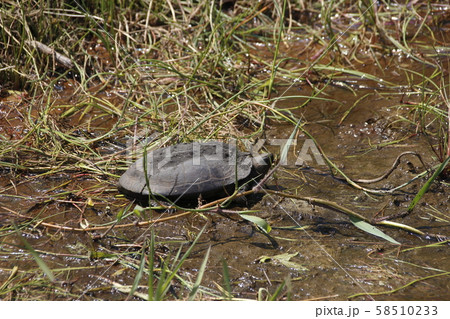 クサガメ 雄 の写真素材