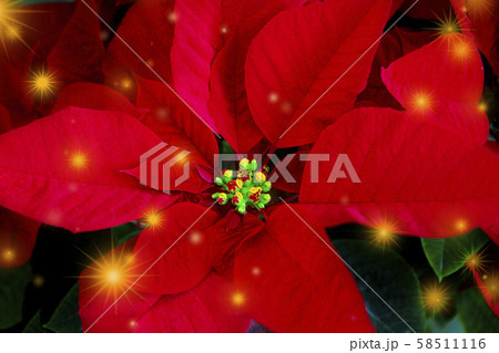 クリスマス xマス xマス 58511116