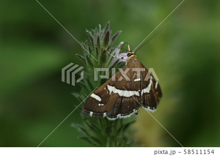 生き物 昆虫 シロオビノメイガ、草むらによくいる小さなガ。キツネノマゴの花で食事中 生き物 昆虫 シロオビノメイガ、草むらによくいる小さなガ。キツネノマゴの花で食事中 58511154