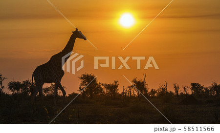 Giraffe in Kruger National park, South Africa 58511566