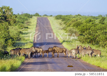 Blue wildebeest and Plains zebra in Kruger 58511651