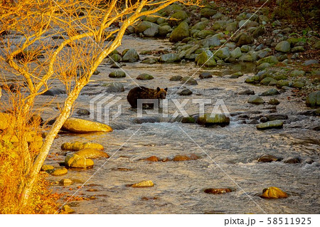 知床のヒグマ 58511925