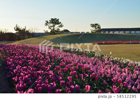 Tulip (Yoshida Park) 190324am6: 22 - Stock Photo [58512295] - PIXTA