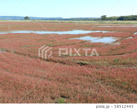 能取湖サンゴ草群生地 58512445